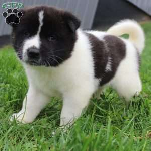 AKC Buddy, Akita Puppy